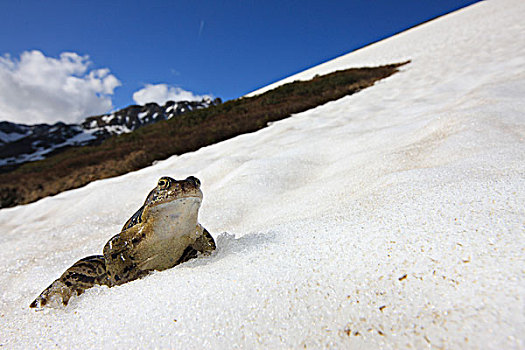 蛙,中国林蛙,2000年,阿尔卑斯山,法国