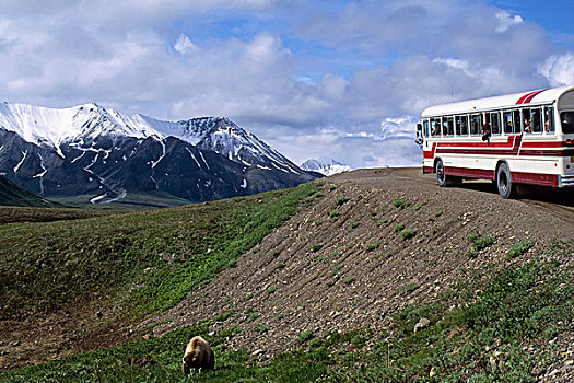 美国,阿拉斯加,德纳里峰国家公园,大灰熊,母熊,靠近,道路,巴士