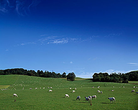 绵羊,土地,米斯郡,爱尔兰