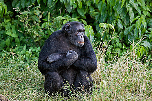 黑猩猩,类人猿,乌干达