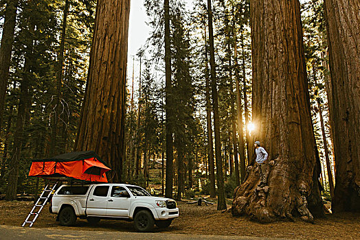 站立,男人,美洲杉,卡车,红杉国家公园,加利福尼亚,美国