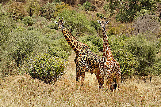 长颈鹿,马赛长颈鹿,国家公园,坦桑尼亚