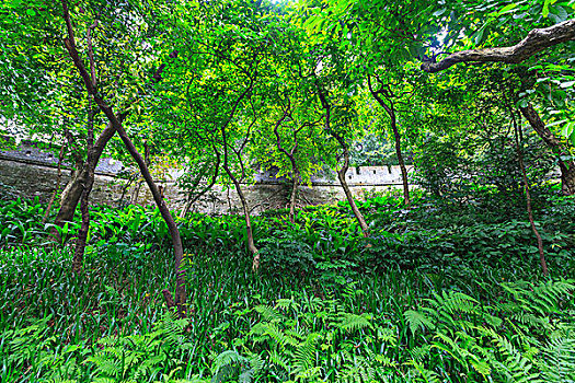 茂密,热带植物,树,公园,广州