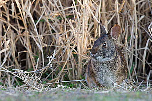 湿地兔,州立公园,佛罗里达
