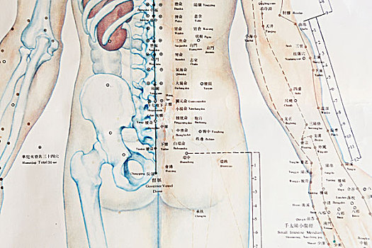 中医,针灸穴位,手臂,心脏,脊椎