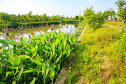 水草,绿化,水畔,水岸,道路,柳树