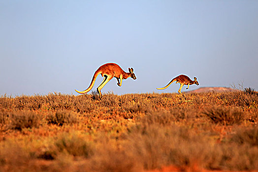 红色,袋鼠,红袋鼠,成年,跳跃,国家公园,新南威尔士,澳大利亚,大洋洲