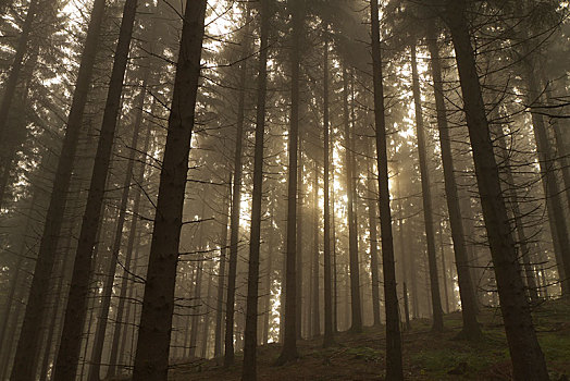 雾,云杉,树林,逆光,太阳,发光,树荫,贝尔吉施地区,德国,欧洲