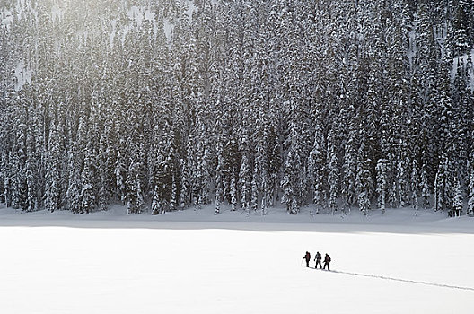 雪鞋,华盛顿山,温哥华岛,不列颠哥伦比亚省,加拿大