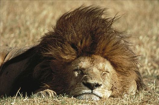 非洲狮,狮子,睡觉,塞伦盖蒂国家公园,坦桑尼亚