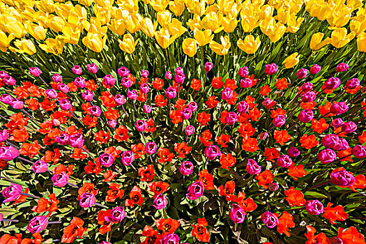 种类,彩色,郁金香,春天,库肯霍夫花园,荷兰南部,荷兰