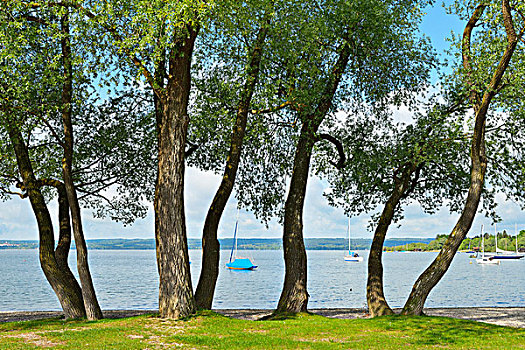 湖岸,树,上巴伐利亚,巴伐利亚,德国