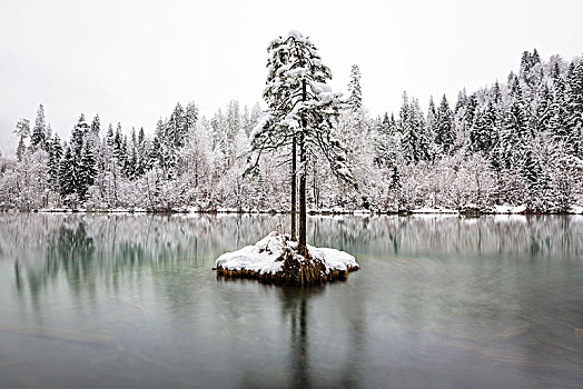 第一,雪,十一月,湖,靠近,冬天,服装,瑞士