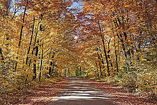 慢跑者,秋天,黄色,树林,碎石路,湖,阿尔冈金省立公园,安大略省,彩色,糖枫,树,落叶树