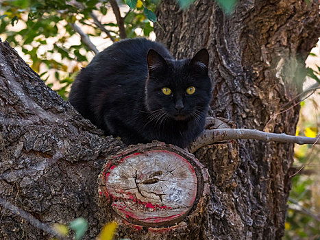 黑猫警长