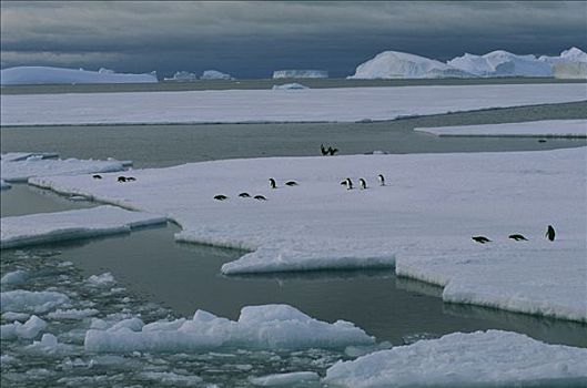 阿德利企鹅,浮冰