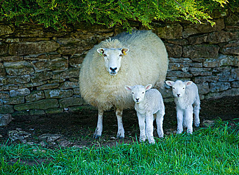 头像,绵羊,两个,羊羔,遮蔽,石墙