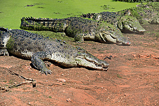 西澳大利亚州,鳄鱼,公园,大,海水,湾鳄,正面,浮萍,遮盖,水塘,大幅,尺寸