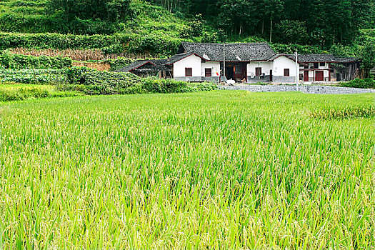 乡村的稻田和村庄
