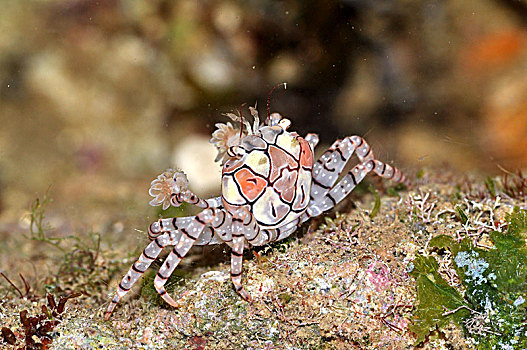 花纹细螯蟹