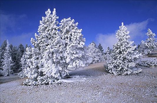 树,霜,黄石国家公园