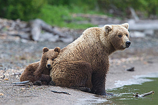 大灰熊,棕熊,幼兽,母亲,秋天,阿拉斯加