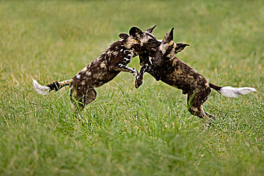 非洲野狗,非洲野犬属,成年,争斗,纳米比亚