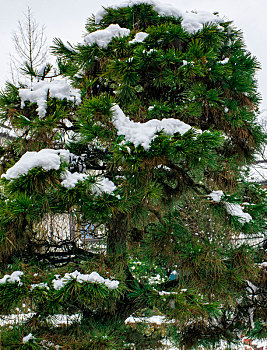 2022年的一场雪下的青翠松树