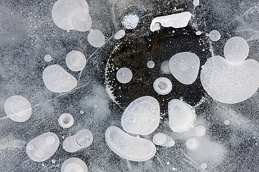 冰,泡泡,清晰,湿地,阿拉斯加
