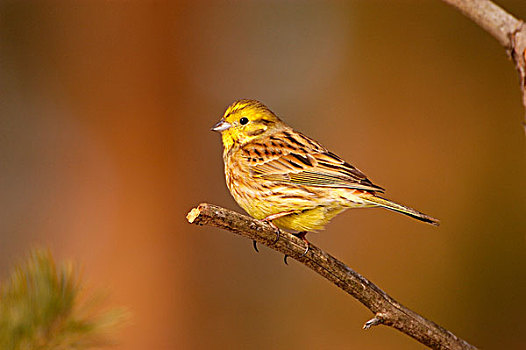 金翼啄木鸟,栖息,细枝,芬兰,欧洲
