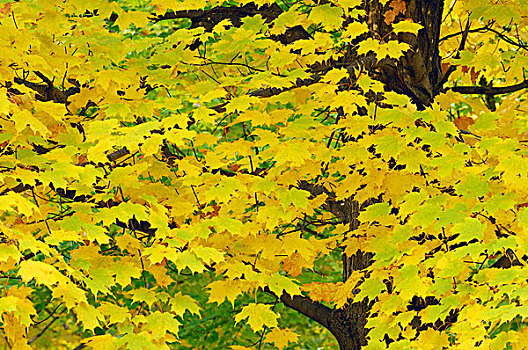 特写,枫树,金色,秋叶,佛蒙特州,美国