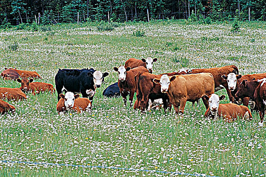 微笑,牛,放牧,土地,雏菊,卡里布,区域,不列颠哥伦比亚省,加拿大