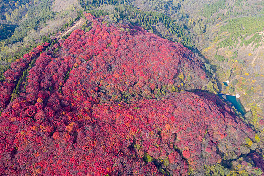 航拍济南南部山区红叶