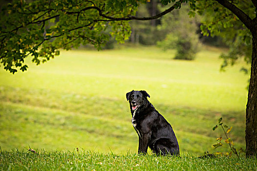 黑色拉布拉多犬,杂交品种,下奥地利州,奥地利,欧洲