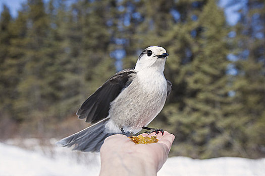 灰色,鸟类,吃,葡萄干,手,阿尔冈金省立公园,安大略省,加拿大