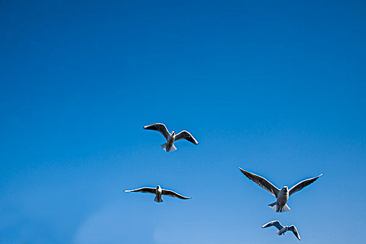 云南省昆明翠湖公园滇池上空飞翔的红嘴鸥