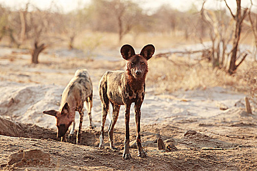 非洲野狗,博茨瓦纳