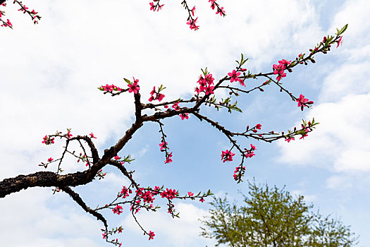 春天里盛开的桃花
