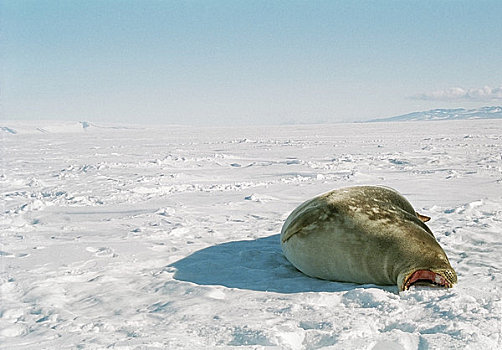 威德尔海豹,冰冻,罗斯海,岛屿,南极