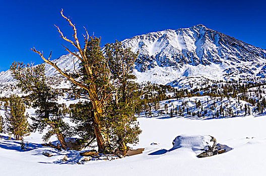 攀升,冬天,荒野,内华达山脉,加利福尼亚,美国