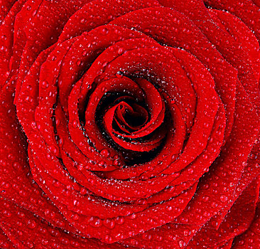 红色,湿,玫瑰,背景