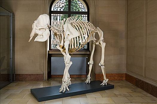 大象,骨骼,博物馆