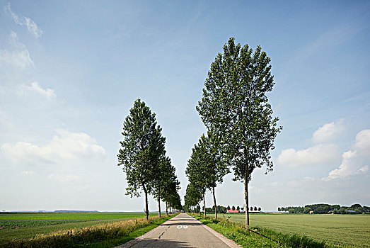 树林,道路,荷兰
