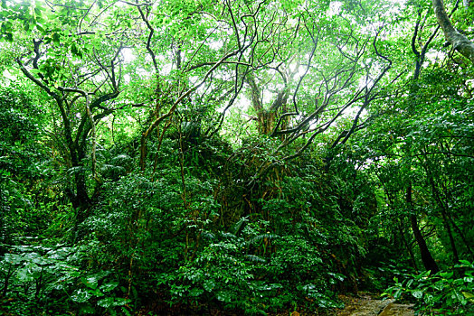树林,冲绳,日本