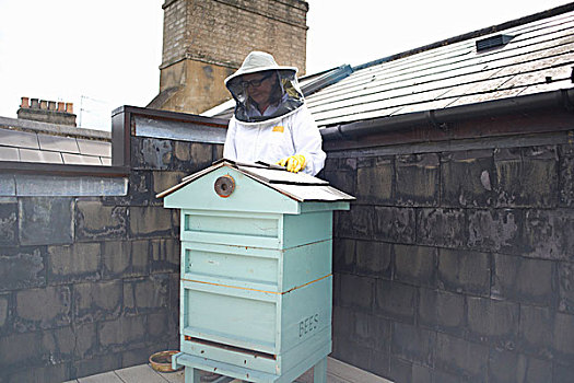 养蜂人,穿,准备,检查,蜂窝