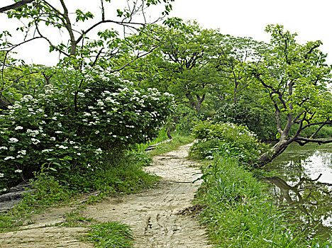 乡间田埂泥路上的柿树