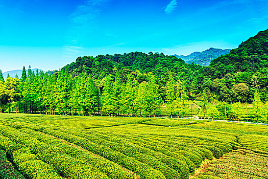 杭州,西湖,龙井,茶,花园