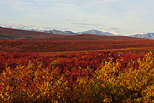 秋色,苔原,德纳里峰国家公园,阿拉斯加,美国