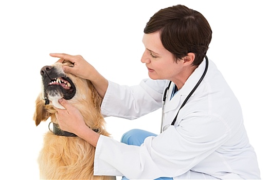 兽医,检查,牙齿,可爱,狗