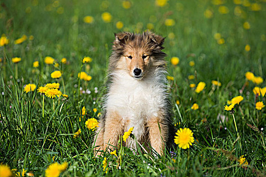 柯利犬,苏格兰,小狗,白色,坐,蒲公英,草地,萨尔茨堡,奥地利,欧洲